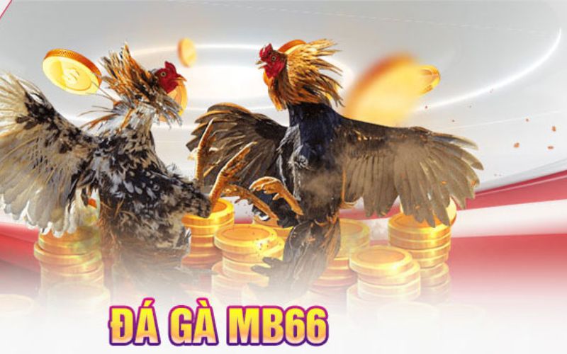 Các Sảnh Đá Gà Mb66 Uy Tín