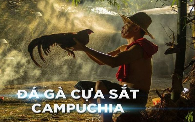 Kinh Nghiệm Cá Cược Đá Gà Cựa Sắt