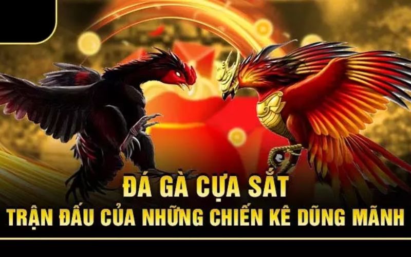 Quy Định Trong Đá Gà Cựa Sắt